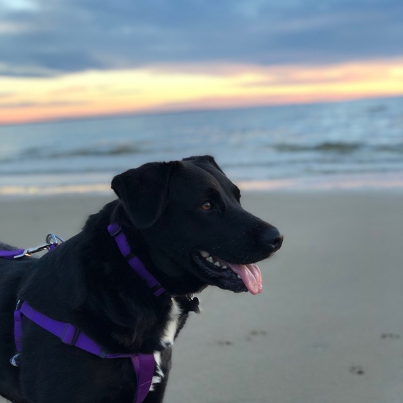 Meet your Posher, Lily - Picture 2 of 3